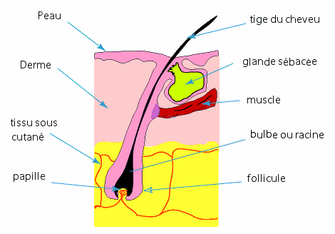 follicule du cheveu